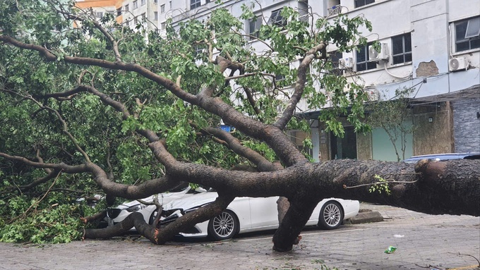 cây bật gốc đè lên các phương tiện giao thông của người dân.