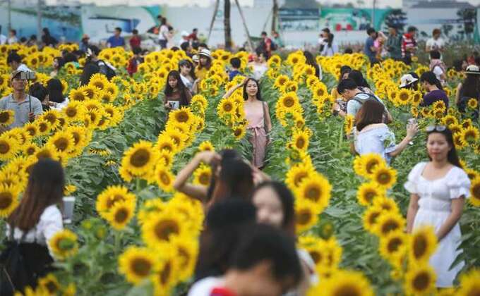 Hình 1. Lễ hội hoa hướng dương “SUNFLOWER CITY” tại Van Phuc City từ 21/12/2024 đến 01/01/2025.