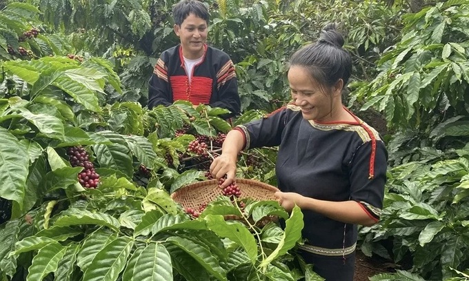 Giá cà phê tiếp tục đà tăng mạnh.