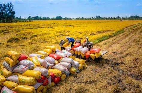 Trước tình trạng cung vượt cầu, Bộ Nông nghiệp và Phát triển Nông thôn dự kiến giảm diện tích trồng lúa xuống 7 triệu ha, giảm 132.000 ha so với năm trước.