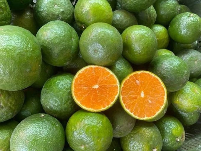 Giá cam sành tại vườn chỉ còn 2.000 - 3.000 đồng/kg, trong khi tại Tp.HCM, loại trái cây này đang được bán giải cứu với mức giá từ 5.500 - 8.000 đồng/kg.