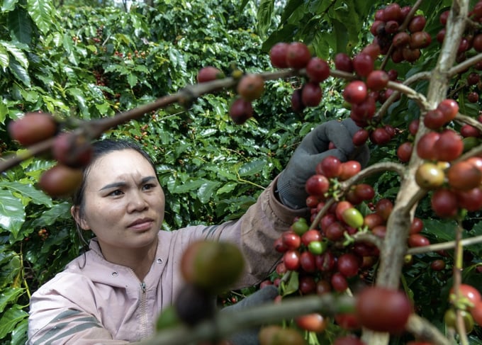 Giá cà phê trong nước có xu hướng giảm.