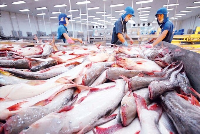 Nửa đầu tháng 4/2025, xuất khẩu cá tra sang Brazil đạt 7 triệu USD.