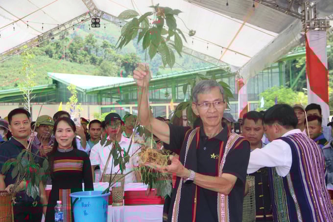 Sâm Ngọc Linh tại các phiên đấu giá