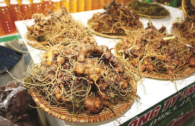 Củ sâm Ngọc Linh