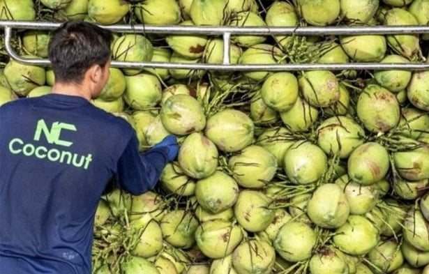 Dừa trở thành điểm sáng giúp xuất khẩu rau quả Việt Nam phục hồi tích cực.