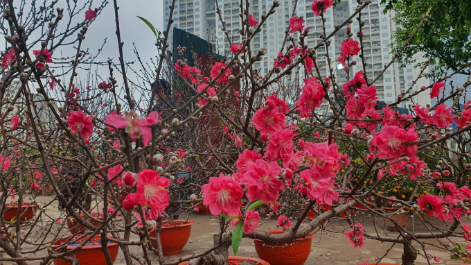 Chỉ còn 10 ngày nữa là đến Tết Nguyên đán Nhâm Dần năm 2022. Đây cũng là thời điểm thị trường hoa, cây cảnh phục vụ ngày Tết sôi động hơn bao giờ hết.