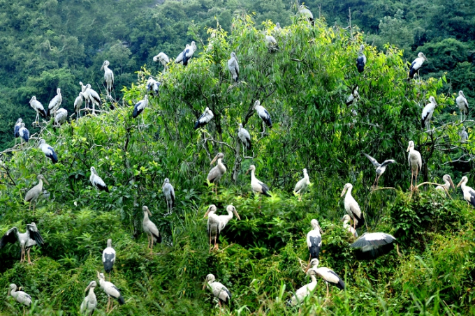 Vườn chim Thung Nham.
