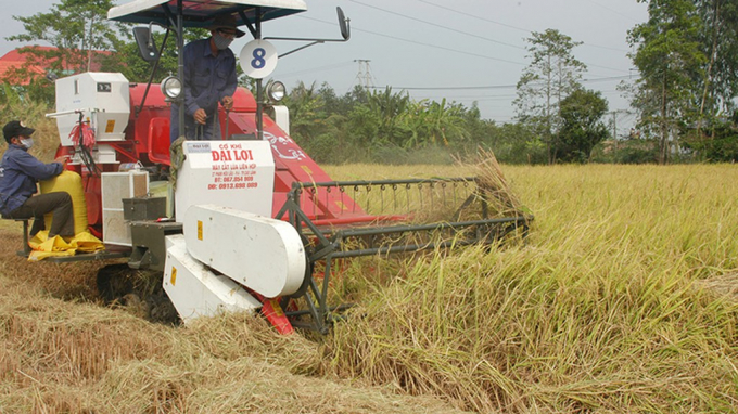 ĐBSCL là vùng sản xuất gạo lớn nhất cả nước.
