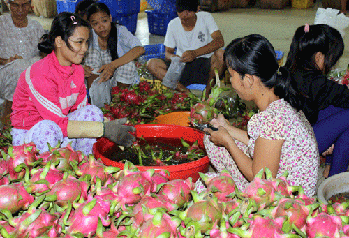 Chính thức vào thị trường Trung Quốc: Thanh long bớt lo “dội” chợ!