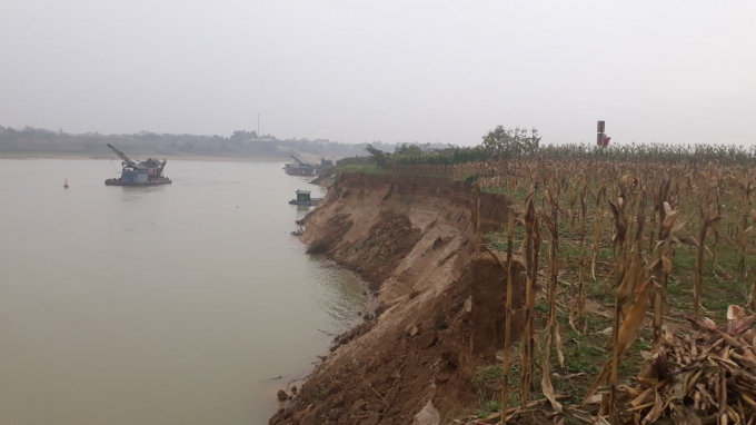 Hoạt động khai thác cát sỏi ở sông Lô khiến hàng nghìn m2 đất canh tác của bà con trôi xuống sông
