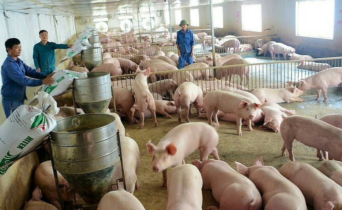 Giá lợn hơi hôm nay được điều chỉnh giảm từ 1.000 - 2.000 đồng/kg