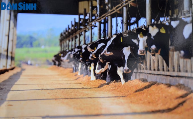 TH True Milk sẽ khởi công xây dựng trang trại bò sữa tại huyện Tri Tôn, An Giang vào ngày 27/2 tới