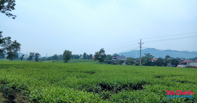 Nhiều diện tích đất được giao của Công ty Chè Phú Đa bị lấn chiếm hoặc chồng lấn với diện tích quản lý của các địa phương