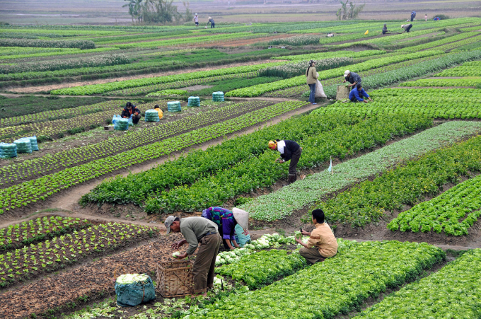 Thanh Hóa: Tập trung xây dựng vùng sản xuất nông nghiệp