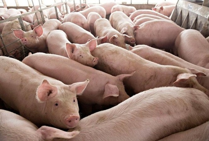 Giá lợn hơi giảm mạnh trước thông tin nhập khẩu lợn từ Thái Lan