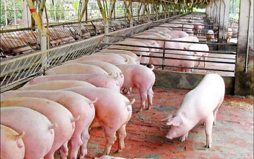 Giá lợn hơi tiếp tục xu hướng tăng giảm trái chiều