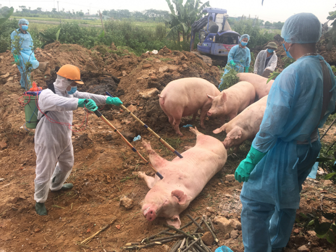 Việt Nam sẽ có vaccine Dịch tả lợn Châu Phi vào năm 2021