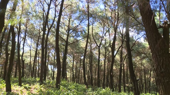 Thanh Hóa có tiếp tục cho Lilama 18 chuyển đổi đất rừng tự nhiên để xây khu nghỉ dưỡng?