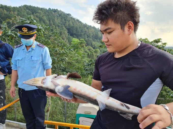 Doanh nghiệp Việt gian dối nhập hàng chục tấn cá tầm Trung Quốc độc hại.