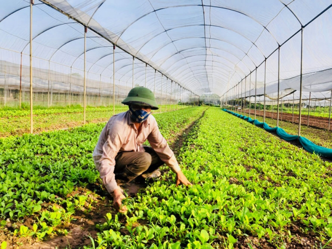 Xây dựng 3 phương án tăng trưởng ngành nông nghiệp Hà Nội