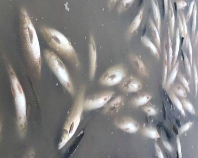 Hiện tượng cá chết bất thường trên sông Mã qua huyện Bá Thước