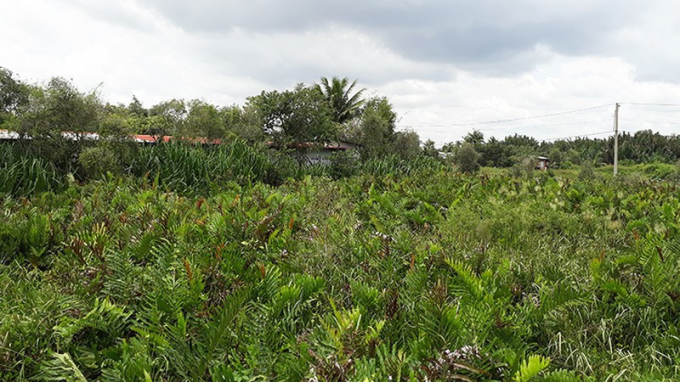 Saigontourist thoái vốn, đất công rơi vào tay tư nhân tại dự án Nông Trường Dừa