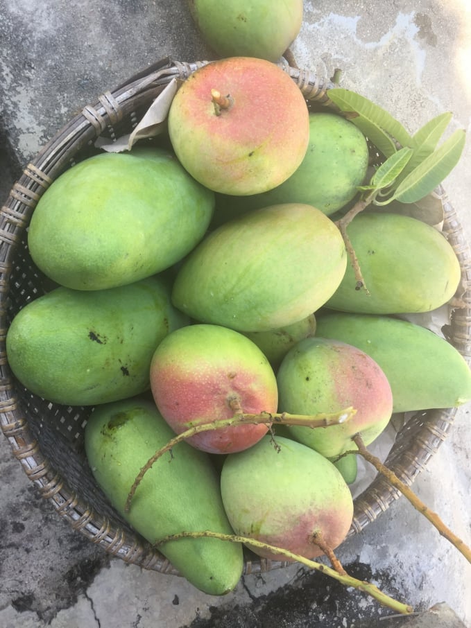 Xoài Úc là giống xoài khổng lồ nặng cả cân, thậm chí quả to lên tới gần 2kg, có vị ngọt, hương thơm, thịt xoài dày, màu đậm trông rất bắt mắt. Khi chọn xoài Úc, bạn nên chọn những trái xoài to tròn trịa như trái đào, trên vỏ có vệt màu đỏ. Vệt màu đỏ này chỉ xuất hiện khi trái xoài Úc bắt đầu già. Còn khi chúng còn non, vỏ vẫn màu xanh như những giống xoài thông thường khác. Xoài càng chín già, màu đỏ càng nhiều.