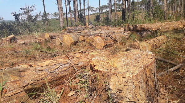 Đắk Nông: Để mất hơn 300ha rừng, Công ty TNHH Hoàng Ba bị hơn 1.000ha đất rừng. Ảnh minh hoạ
