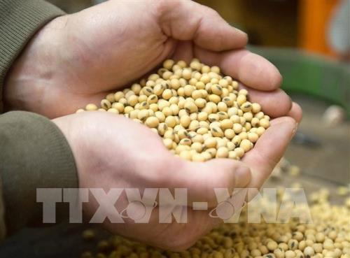 Nông dân thu hoạch đậu tương tại bang Iowa, Mỹ. Ảnh: EPA-EFE/TTXVN