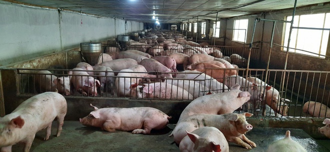 Sản lượng thịt lợn nuôi tái đàn dự kiến đạt hơn 4 triệu tấn trong năm 2020. Ảnh: Nguyễn Văn Hanh