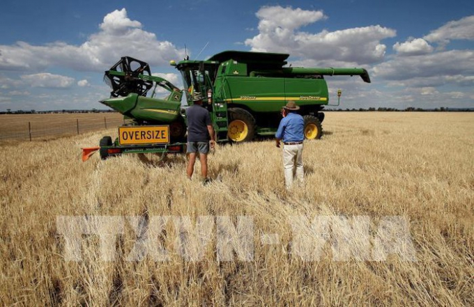 Thu hoạch lúa mạch trên cánh đồng ở Grenfell, phía Tây New South Wales, Australia. Ảnh: AFP/TTXVN