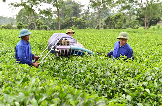 Thu nhập trang trại chiếm 93 giá trị sản xuất nônglâmngư nghiệp  Báo  Quảng Bình điện tử