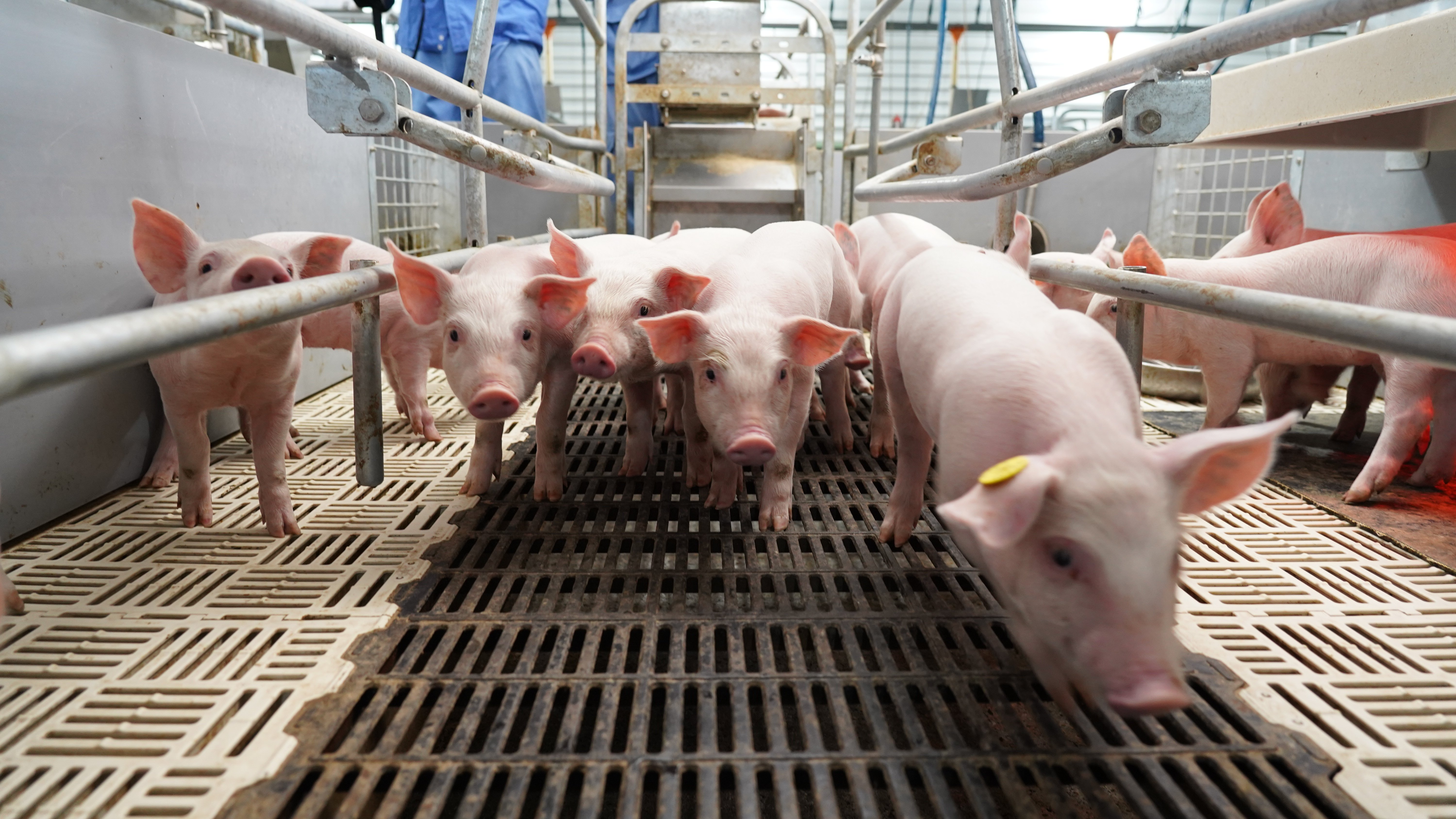 Sắp có cụm trang trại chăn nuôi lợn công nghệ cao hiện đại nhất Việt Nam