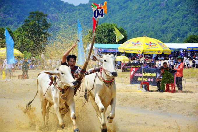 Hội đua bò Bảy Núi An Giang hằng năm được tổ chức trùng vào dịp lễ Sene Dolta (lễ cúng ông bà) của người Khmer Nam Bộ, diễn ra vào cuối tháng 8 đầu tháng 9 âm lịch hàng năm.