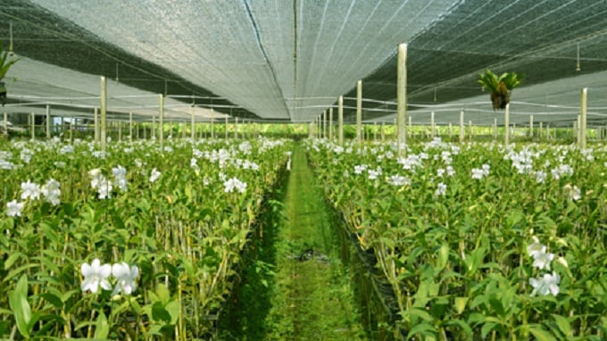 Nghệ An: Sẽ thu hút doanh nghiệp đầu tư vào nông nghiệp (ảnh minh họa).