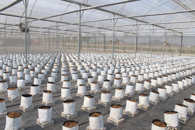 Trang trại sản xuất và kinh doanh rau củ quả công nghệ cao tại xã Quỳnh Giang, huyện Quỳnh Lưu (Nghệ An).