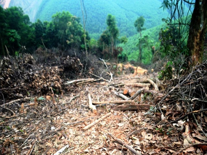 Tình trạng chặt phá rừng tự nhiên trái phép tại xã Nghĩa Lộc, huyện Nghĩa Đàn.