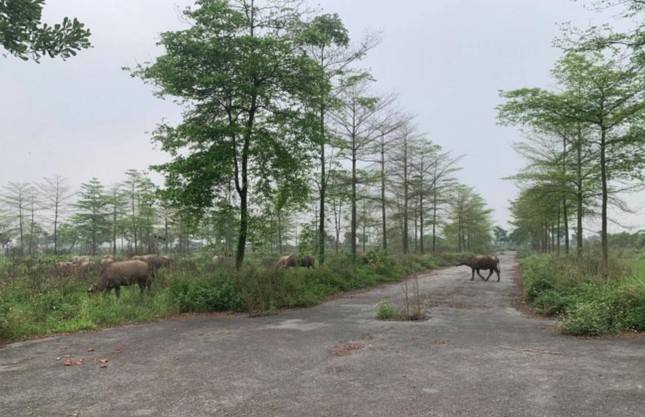 Sau hơn 10 năm triển khai, dự án khu đô thị ở Mê Linh vẫn chỉ là bãi cỏ dại mọc um tùm, là nơi chăn thả trâu bò của người dân.