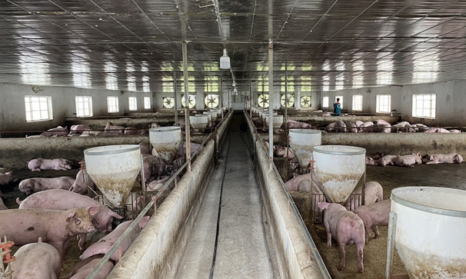 Công ty TNHH Khánh Giang đã tự ý chuyển sang nuôi lợn, gây ô nhiễm môi trường.