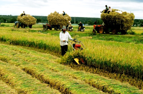 Bảo hiểm nông nghiệp đã được triển khai tại 20 tỉnh, thành phố