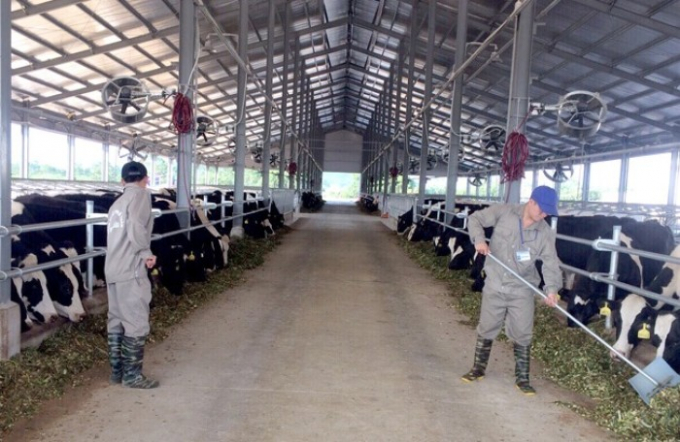 Tập đoàn TH chuẩn bị xây dựng dự án bò sữa và chế biến sữa tại Quảng Ninh với tổng số vốn đầu tư hơn 2.500 tỷ đồng. (Ảnh minh họa)