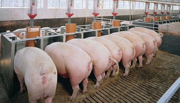Từ năm 2020, mỗi năm sẽ có 29-30 triệu con lợn phục vụ nhu cầu của thị trường. (Ảnh minh họa)
