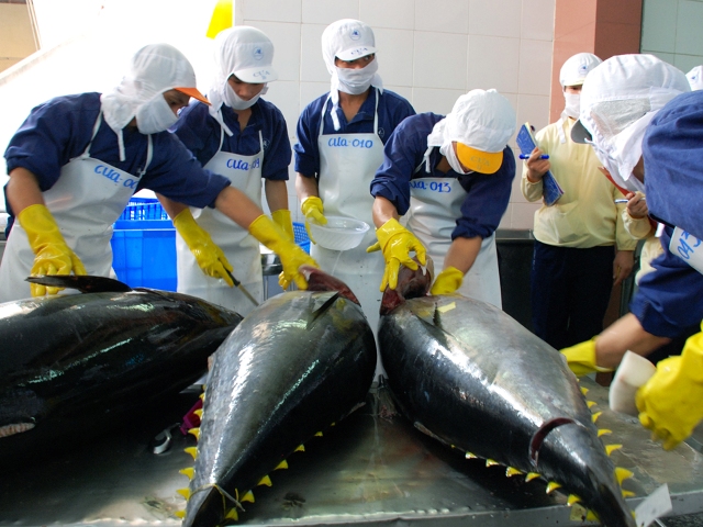 Xuất khẩu cá ngừ dự kiến chỉ tăng 15% trong năm 2020.