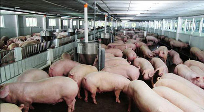 Việt Nam lần đầu cho phép nhập lợn sống để bình ổn giá thịt lợn. (Ảnh minh họa)