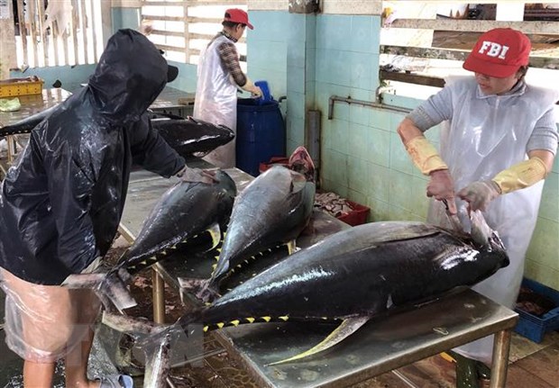 Cá ngừ Việt Nam rộng cửa vào Châu Âu. (Ảnh minh họa)