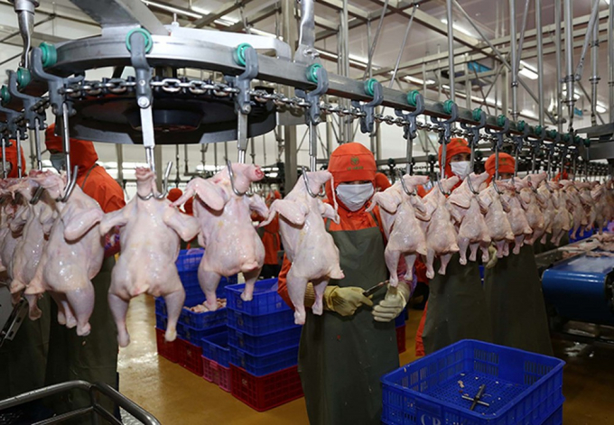 Singapore và Hong Kong (Trung Quốc) là những thị trường mới nhất để xuất khẩu thịt gà thông qua Công ty TNHH Koyu & Unitek (Đồng Nai).