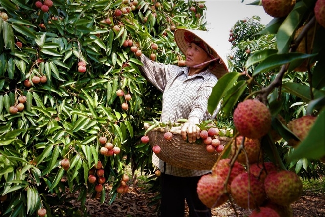 Bộ Công Thương cam kết sẽ làm hết sức trong chức năng nhiệm vụ của mình để giúp kết nối cung ứng hàng hóa thiết yếu cho Bắc Giang trong mọi hoàn cảnh. (Ảnh minh họa)