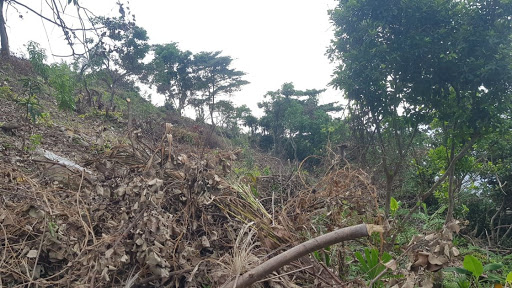 Nhiều sai phạm tại Ban Quản lý rừng Kiên Giang.