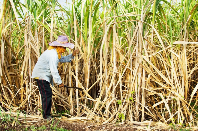 Bộ Công Thương tiếp nhận hồ sơ yêu cầu điều tra chống lẩn tránh biện pháp phòng vệ thương mại đối với một số sản phẩm đường mía có xuất xứ từ Thái Lan. (Ảnh minh hoạ)